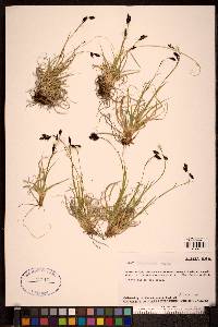 Carex misandra image