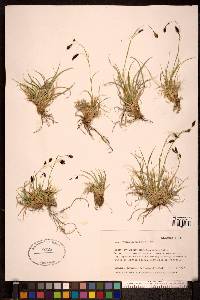 Carex misandra image