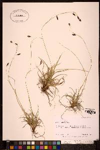 Carex misandra image