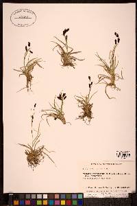 Carex misandra image