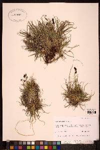 Carex misandra image