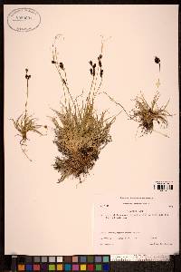 Carex misandra image