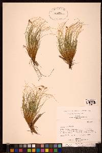 Carex nardina image