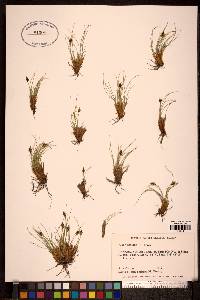 Carex nardina image