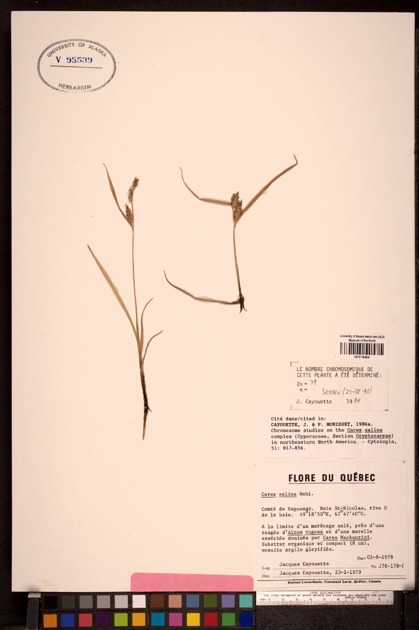 Carex salina image