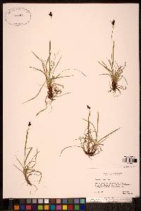 Carex norvegica image