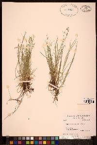 Carex novae-angliae image