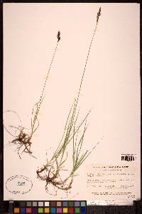 Carex parryana image