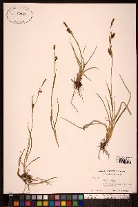 Carex panicea image