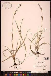 Carex panicea image