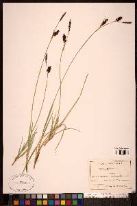 Carex panicea image