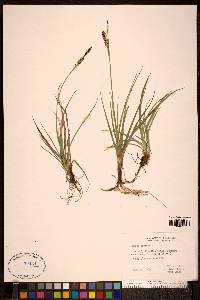 Carex panicea image