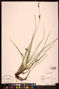 Carex panicea image