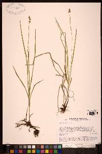 Carex accrescens image