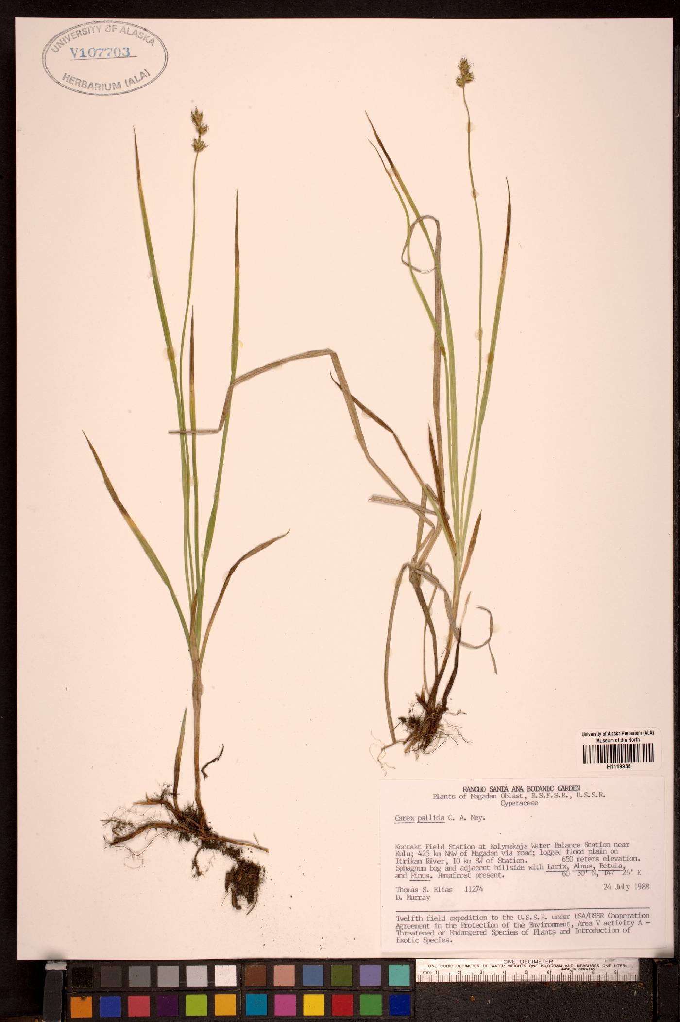 Carex accrescens image