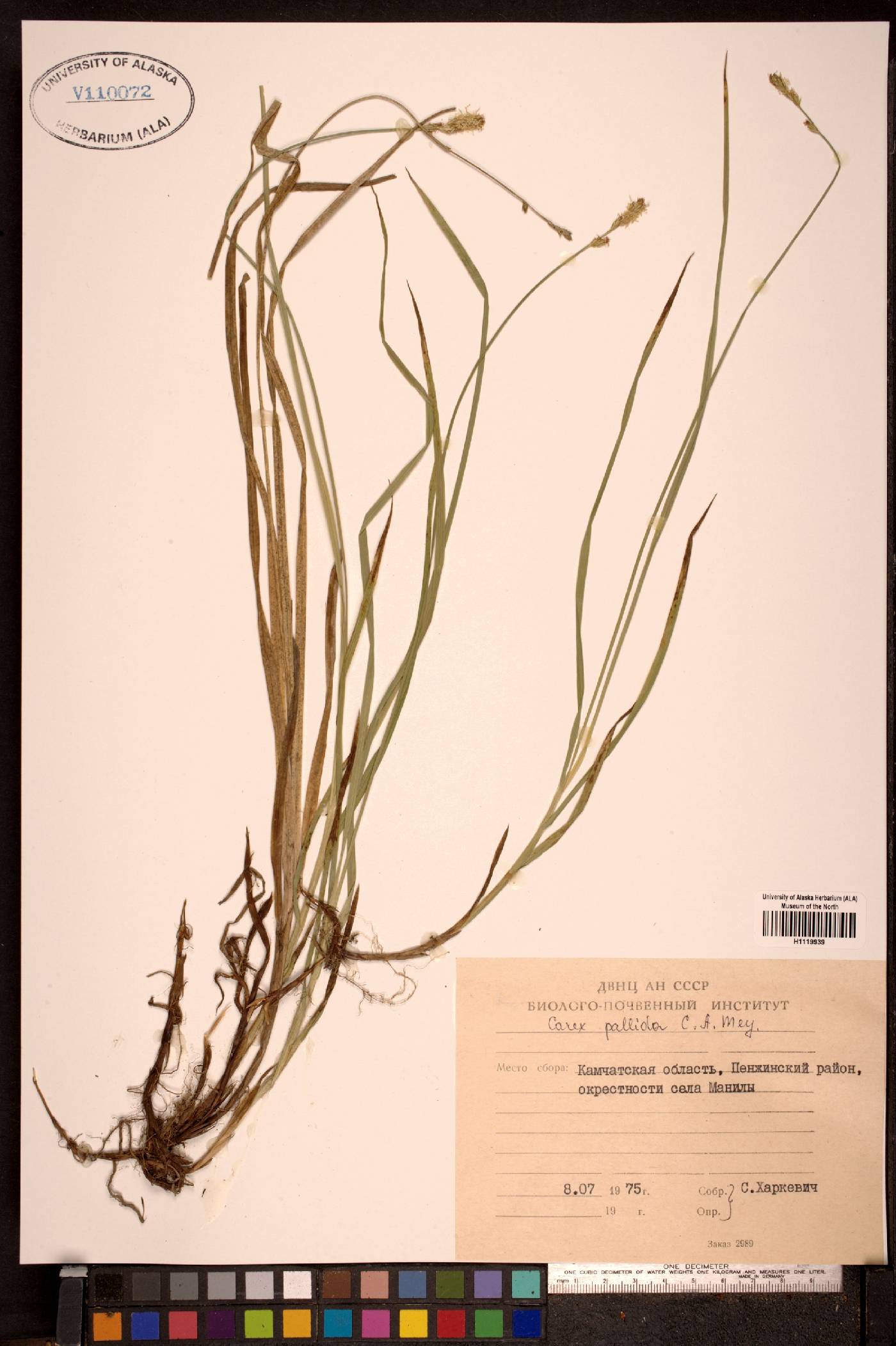 Carex accrescens image