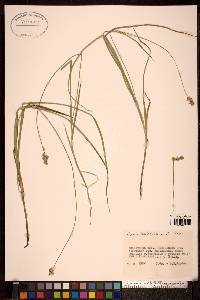 Carex accrescens image