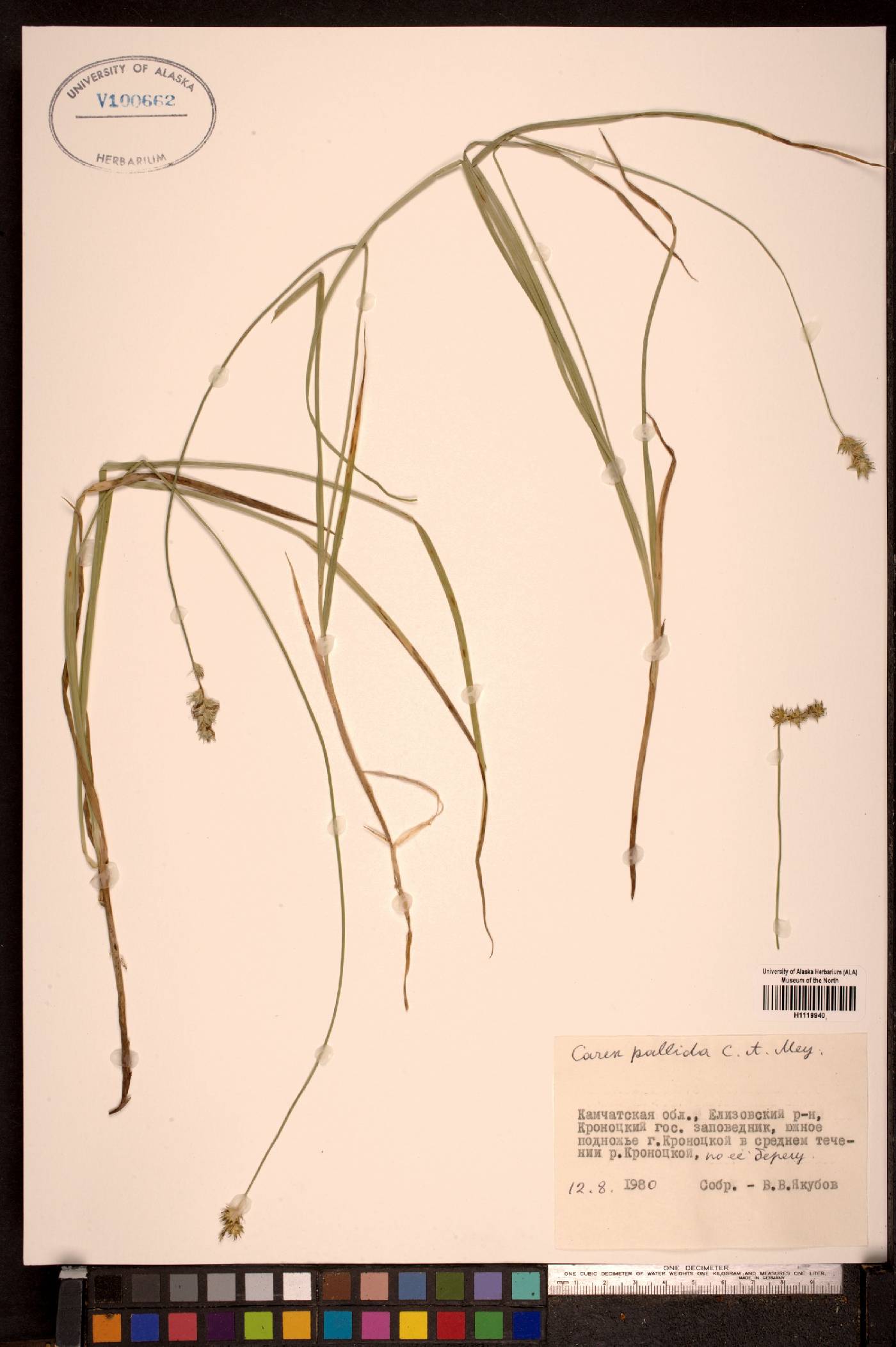 Carex accrescens image