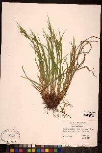 Carex pallescens image