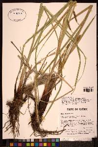 Carex paleacea image