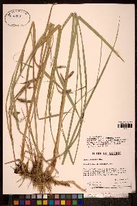 Carex paleacea image