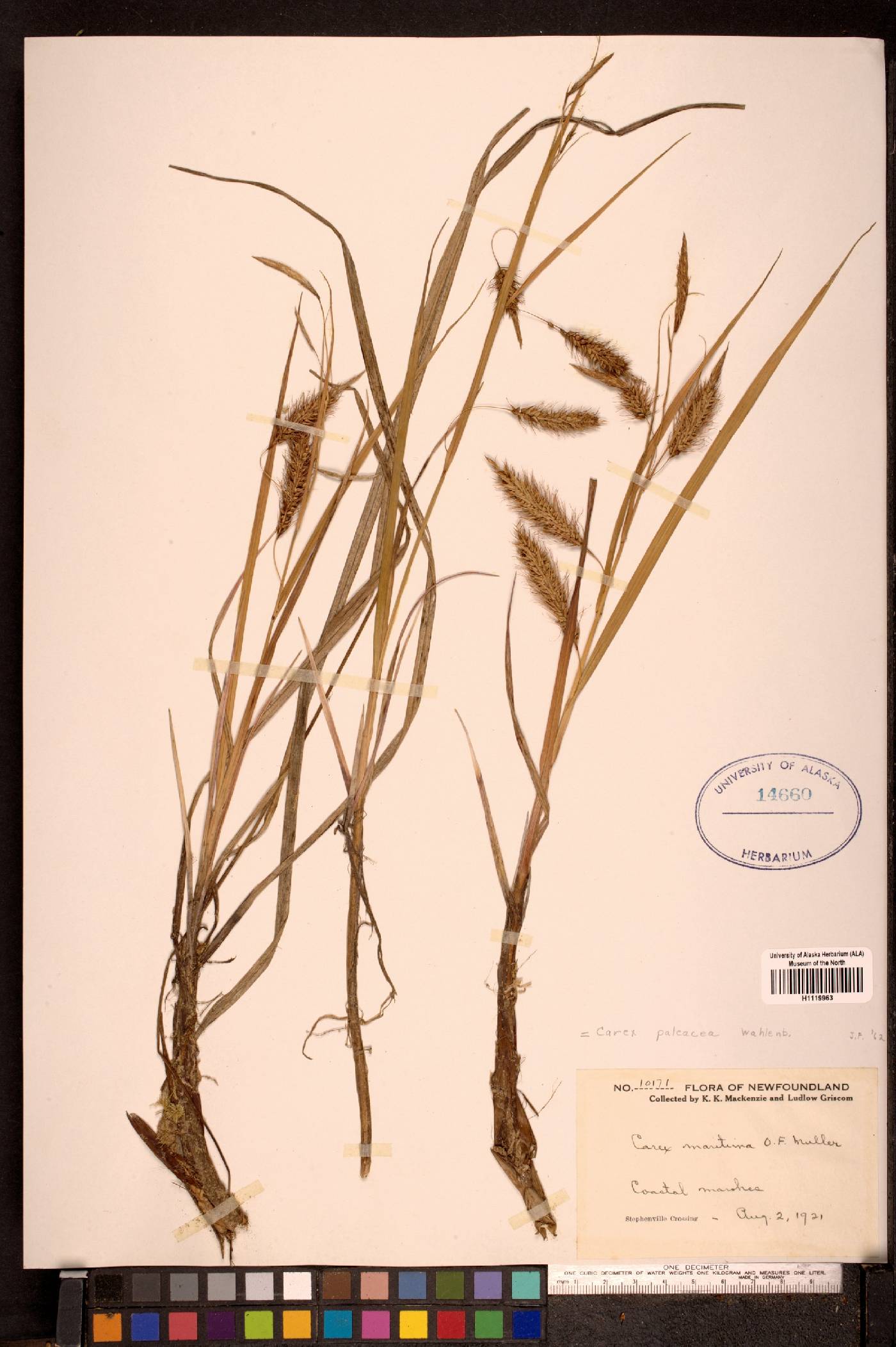 Carex paleacea image