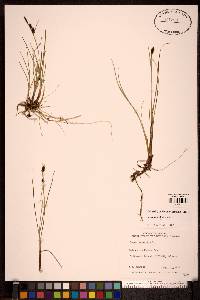 Carex saxatilis image