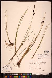 Carex saxatilis image