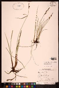 Carex saxatilis image