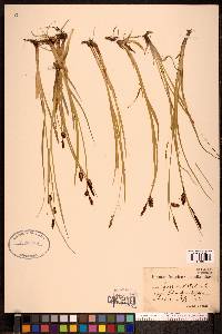 Carex saxatilis image