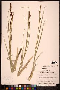 Carex saxatilis image