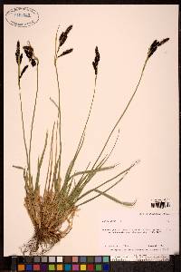 Carex saxatilis image