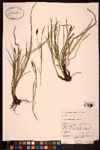 Carex scirpoidea image