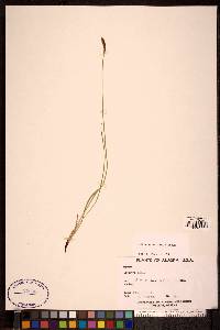 Carex scirpoidea image