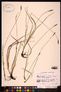 Carex scirpoidea image