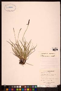 Carex scirpoidea image