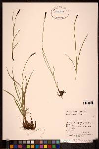 Carex scirpoidea image