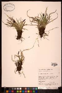 Carex scirpoidea image