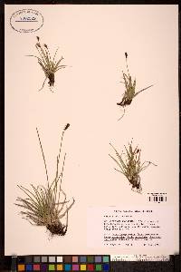 Carex scirpoidea image