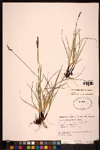 Carex scirpoidea image