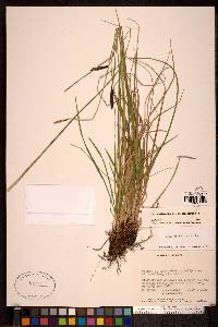 Carex scirpoidea image