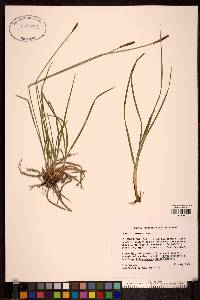 Carex scirpoidea image