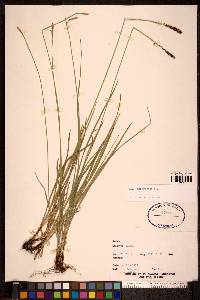 Carex scirpoidea image