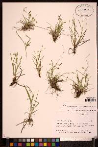 Carex capillaris image