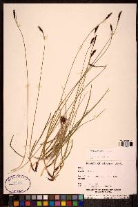 Carex scirpoidea image