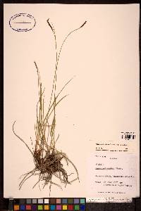 Carex scirpoidea image