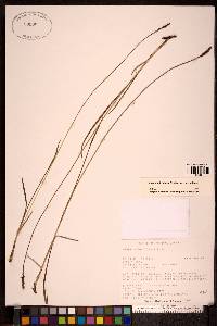 Carex scirpoidea image