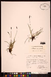 Carex scirpoidea image