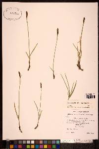 Carex scirpoidea image