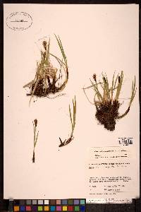 Carex scirpoidea image